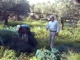 Harvesting Olives to make olive oil In Arfara greece.wmv