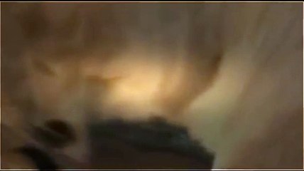 Lions Documentary: Deep Rivers of Blood - Lions vs Crocs |Special Animal Planet|