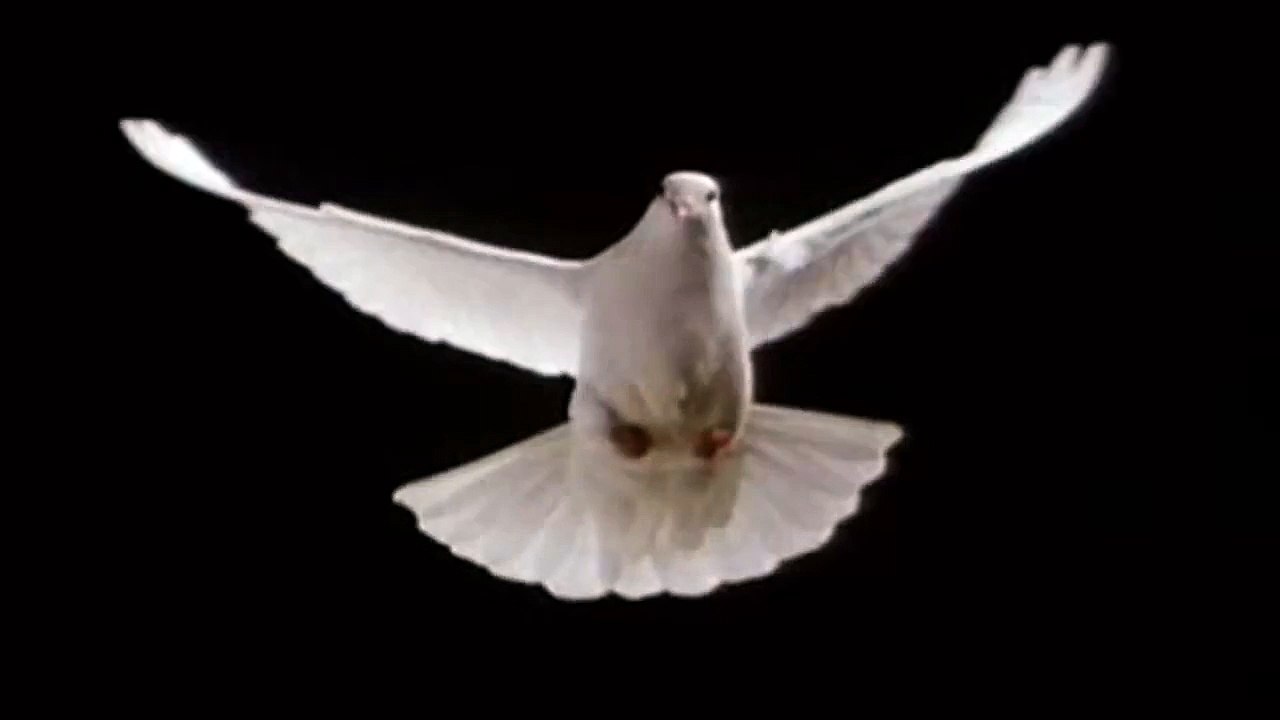 comentario paloma blanca volando