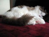 【猫のもじお君（ラグドール）】　ピンクの肉球 【Cat(ragdoll) sleep with rounded】