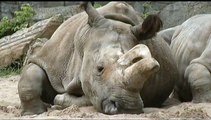 Regardez les images de Nabire, le rhinocéros blanc du nord mort en République Tchèque