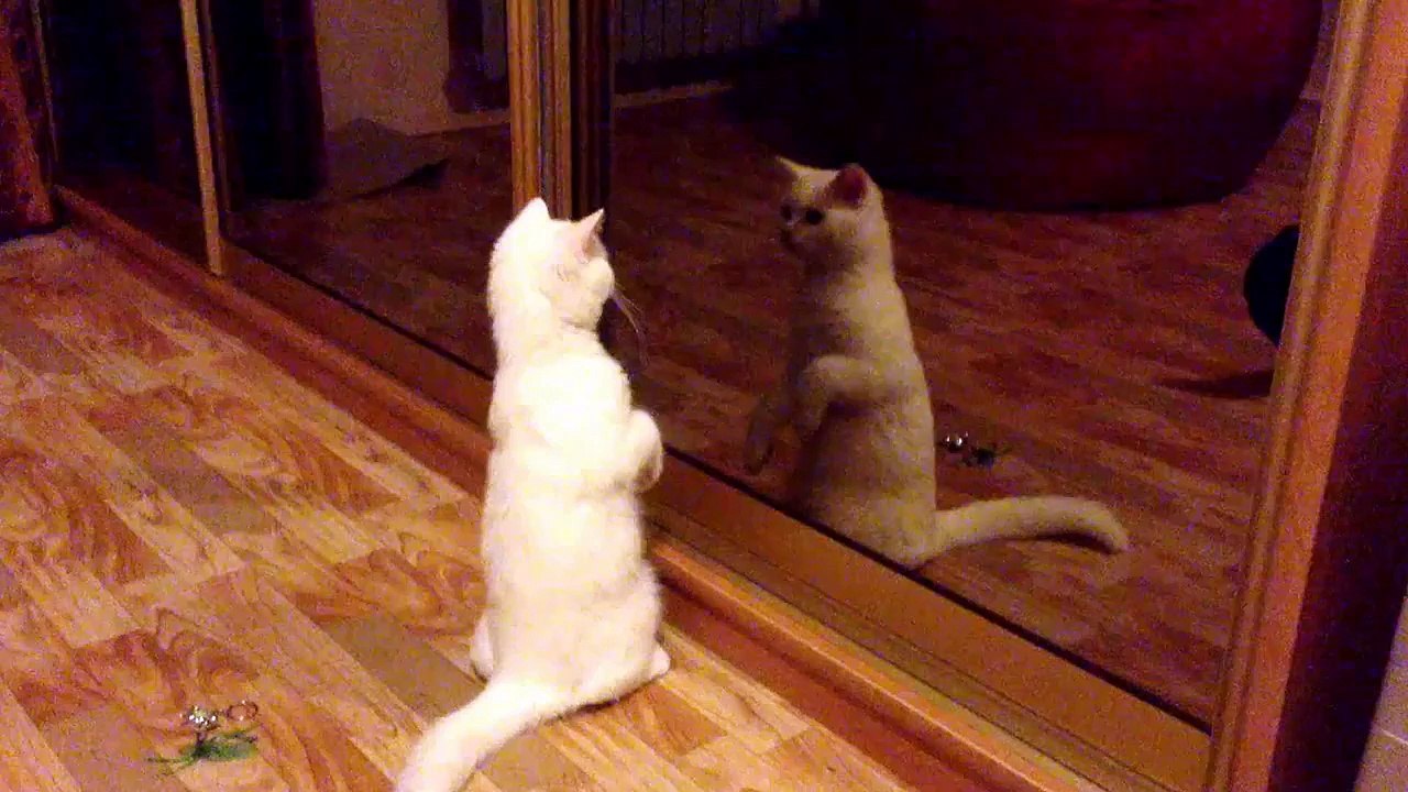 Funny cat