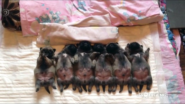 Line of sleeping puppies (pugs) Уснувший в ряд мопсов отряд
