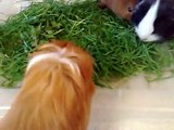 Happy young guinea pigs, getting some fresh grass