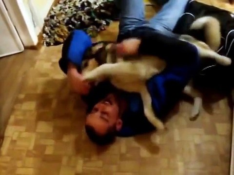 ХАСКИ ВСТРЕЧАЕТ ХОЗЯИНА ПОСЛЕ ДОЛГОЙ КОМАНДИРОВКИ