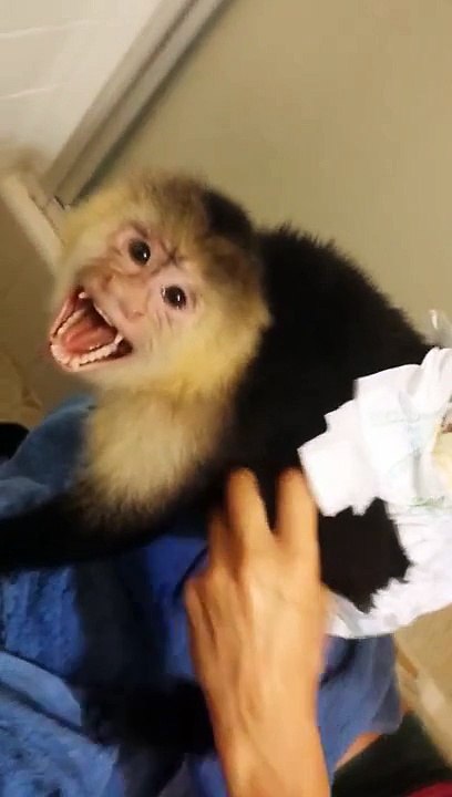 MONKEY CHANGING BABY DIAPER AND CLOTHES