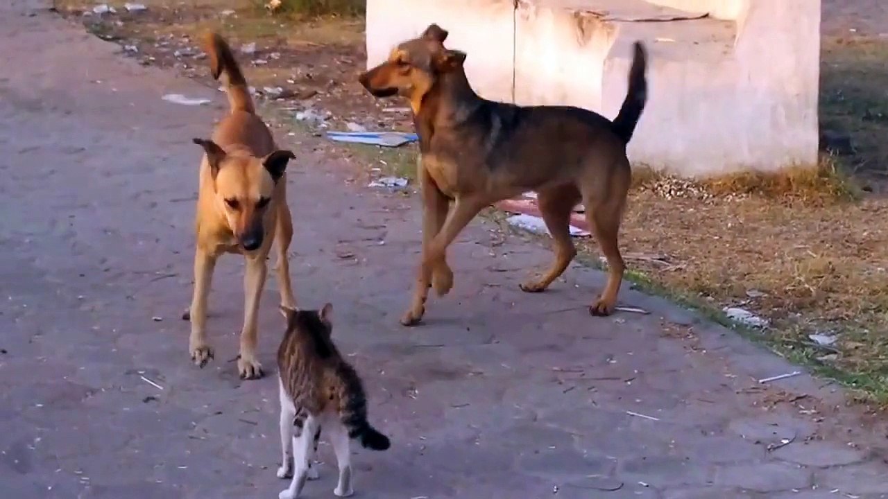 کنگفو بلی