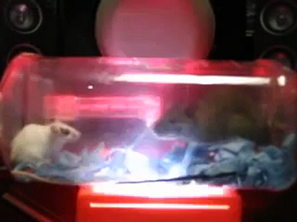 Mouse Fights Rat