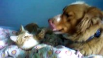 Koira ja kissa leikkii =)
