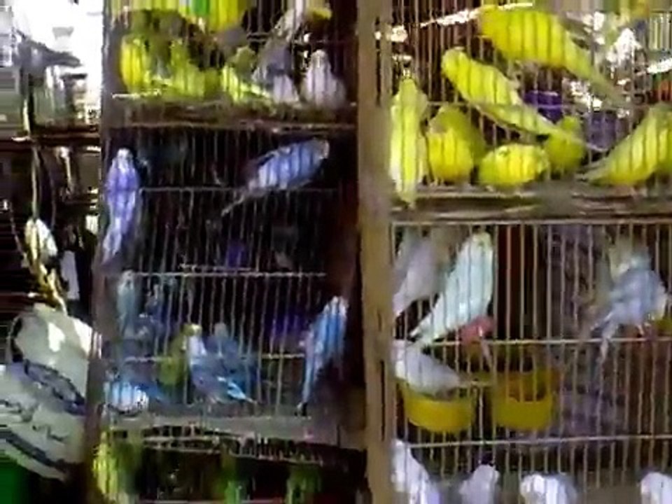 سوق السيده عيشه بالقاهره