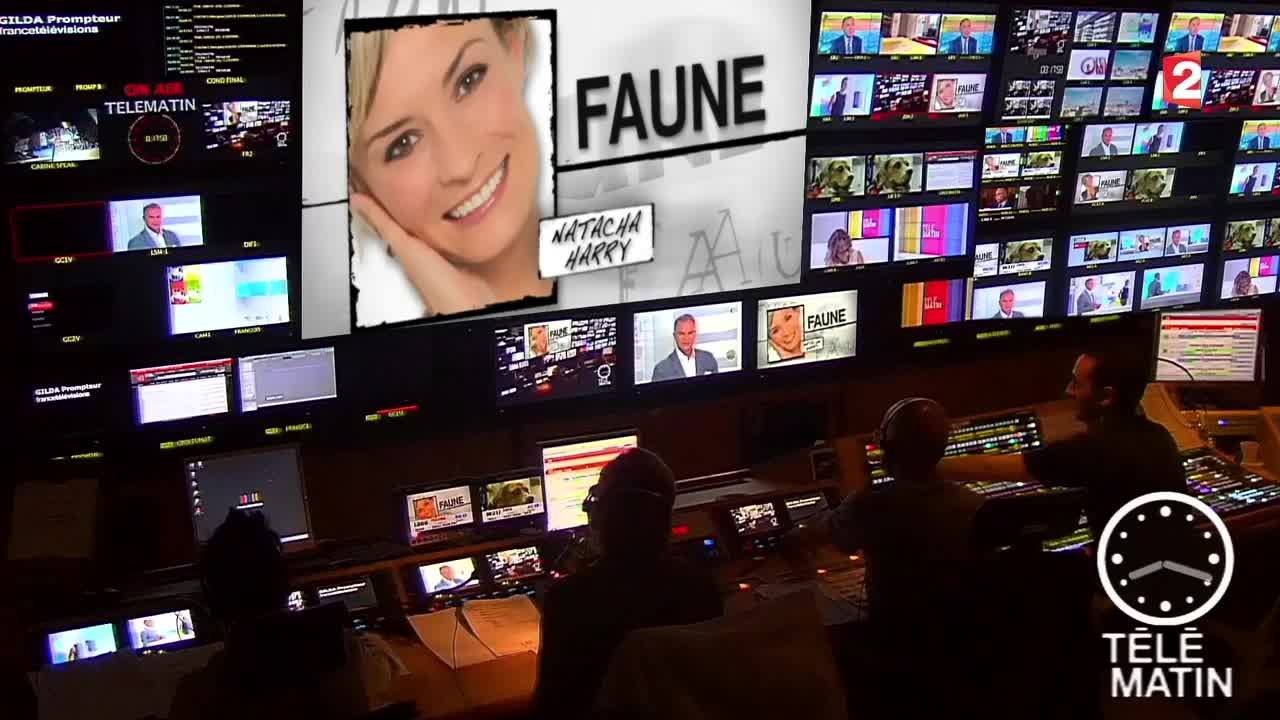 Faune-La cataracte