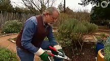 John Dromgoole Central Texas Gardener:  pruning perennials