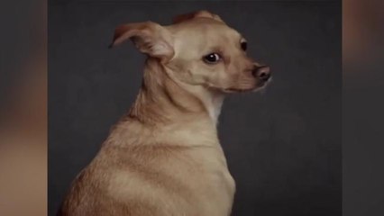 Ariana Grande's dog becomes a fashion model