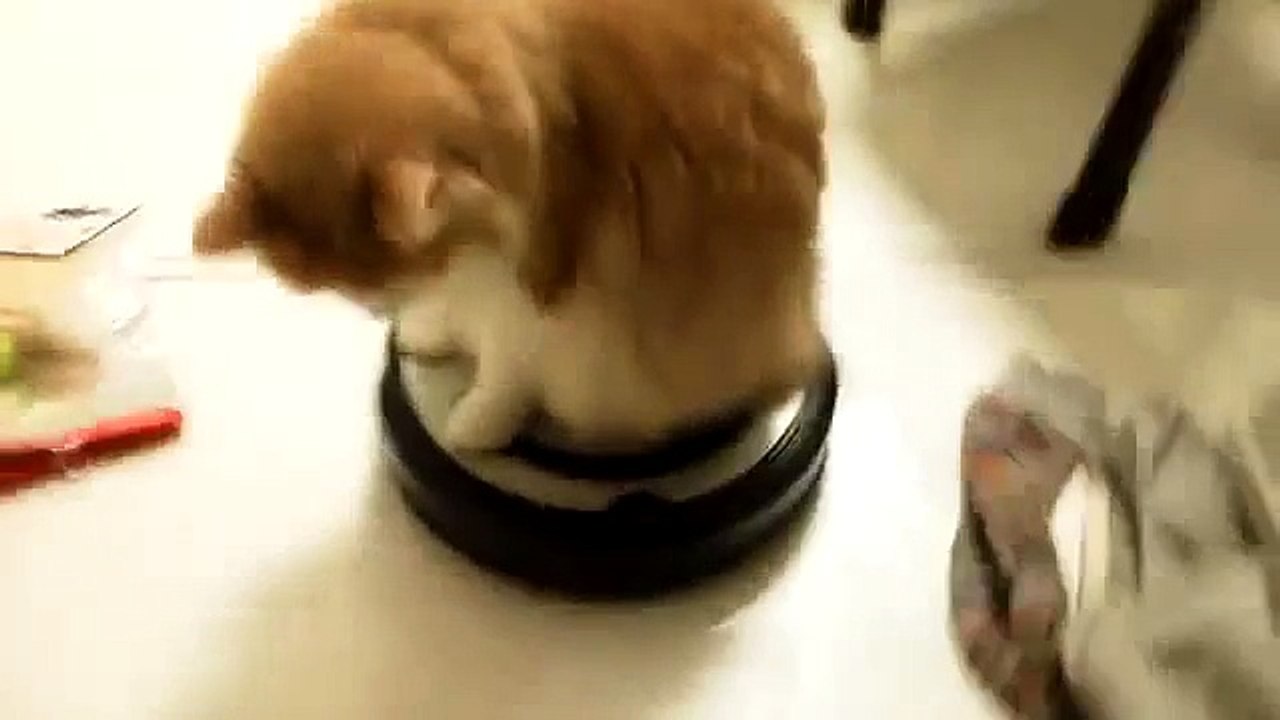 Le chat se ballade tranquillement sur l’aspirateur automatique