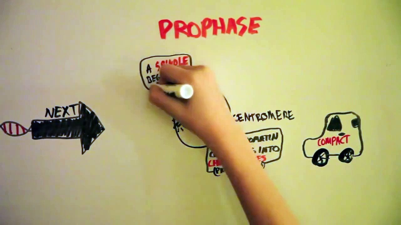 The Process of Mitosis