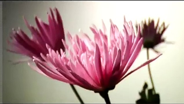 Apologize - Timbaland feat. One Republic