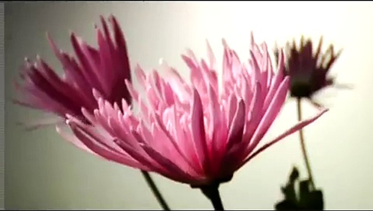 Apologize - Timbaland feat. One Republic