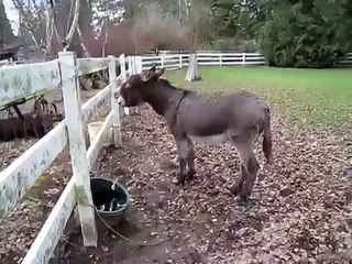 Pablo say's hello to the horses next door. "Yee Haw"