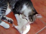 Cat playing with live mouse/rat!