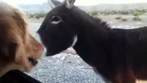Donkeys are AWESOME