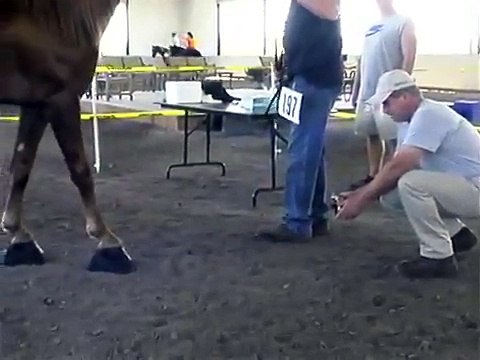 Tennessee Walking Horse Full Pre-Show Inspection 2012