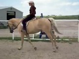 Call Me Nifty N Nice ,7 year old, Palomino Mare offered for sale $2500
