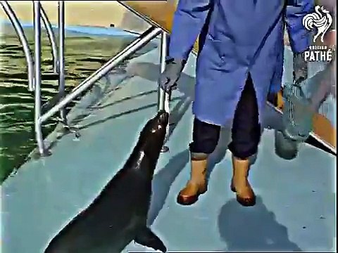 6/6/1969 Monaco Princess Grace and her children inspect Capuchin monkeys kept in cages