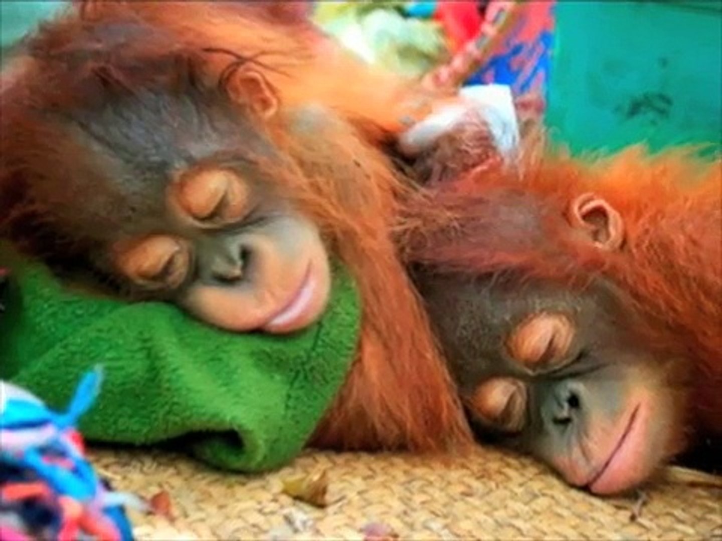 Orangutans need your help today
