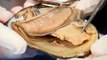 Detailed Clam (bivalve, molluscs or mollusks) Dissection (Jr. High, High School and College Review)