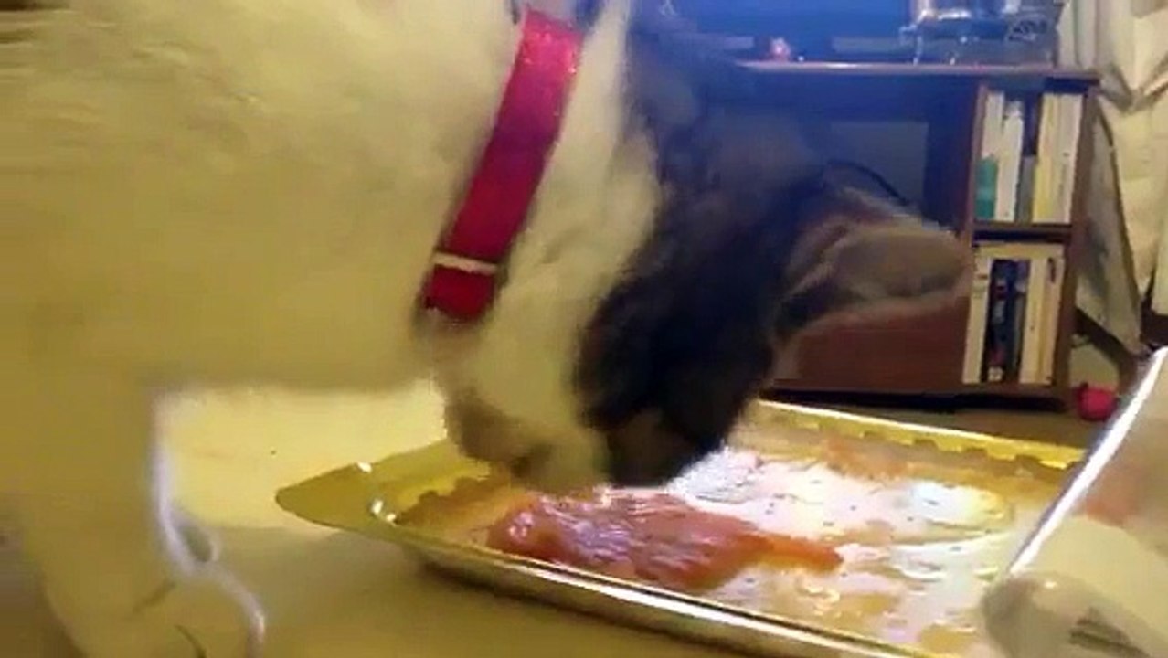 Cat eating salmon