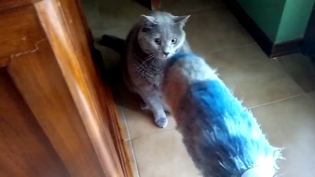 Non provocare il gatto certosino...