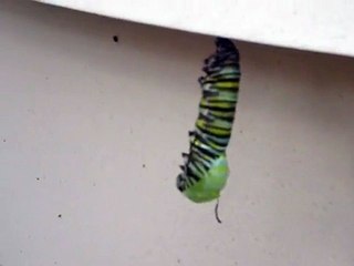 Monarch Caterpillar turning into Cocoon.
