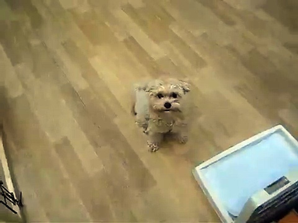 お腹見せミックス犬 マルプーのコタロー Maruchizu and Poodle mix