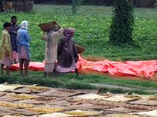 pir goth khaji mutasir pkg sindh