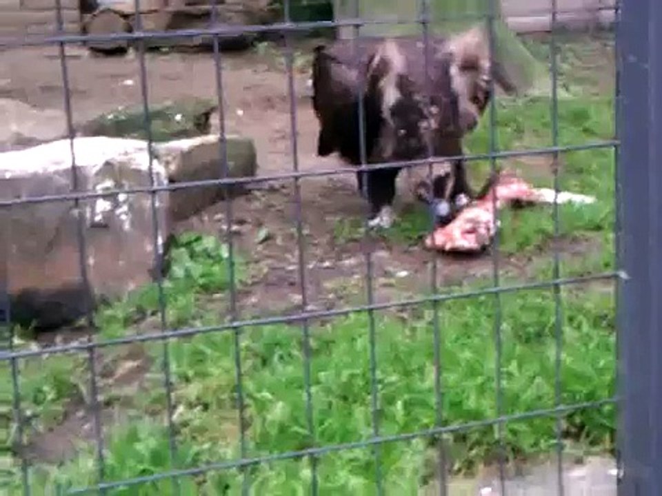 Cinereous Vulture eat carcas @ Planckendael