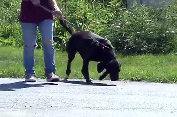 DOGS and PUPPIES at Save A Pet for YOU! 06 19 13