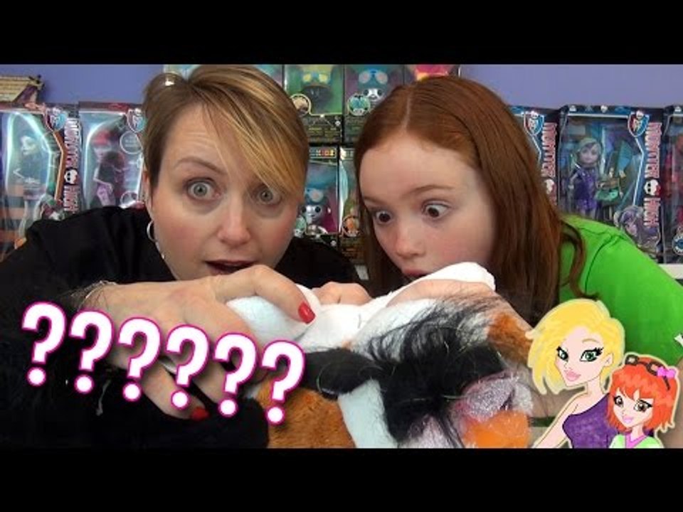 Kitty Surprise Maple - How Many Kittens Will We Get?