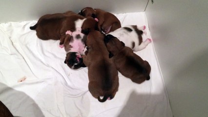 Portée d'INNA & KOUMAL