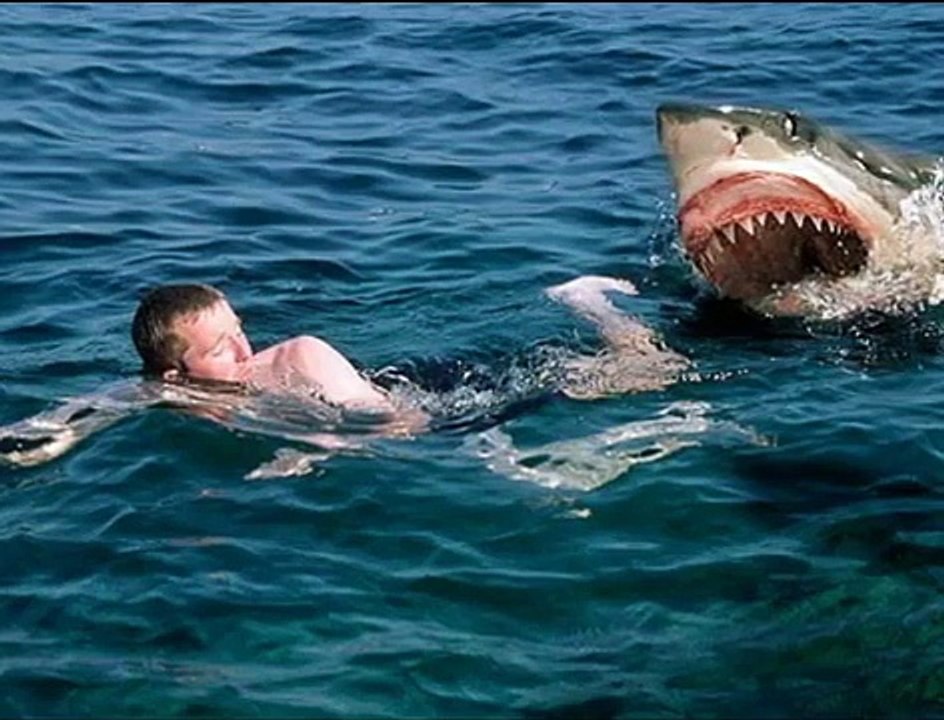 White shark attacks human