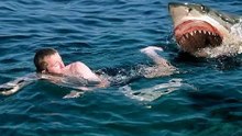 White shark attacks human