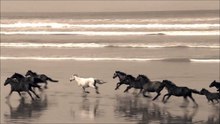 Horses galloping along the beach..