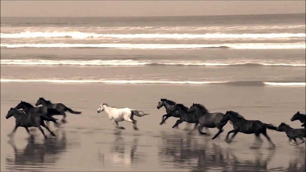 Horses galloping along the beach..