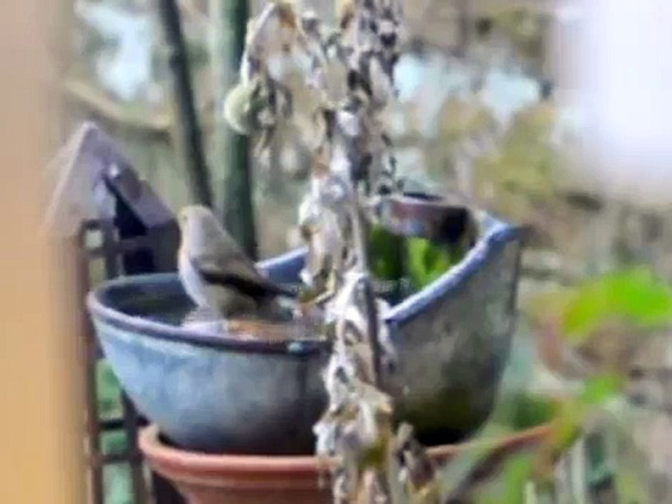 Robin Red Breast - a bathing beauty