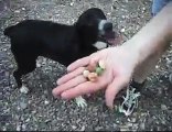 Trick--Black Labrador Retriever Border Collie (Mix)