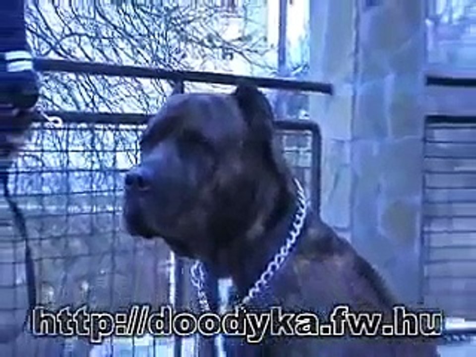Dogo Canario, Nico protection