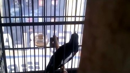 Kacer Dada Hitam Istimewa,tembakan Cucak Jenggot