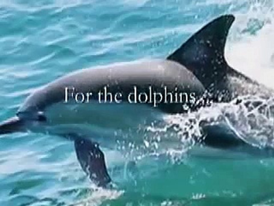 The Dolphin Song