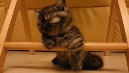 Sleepy kitten struggles to stay awake