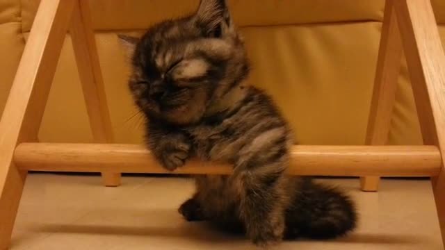 Sleepy kitten struggles to stay awake