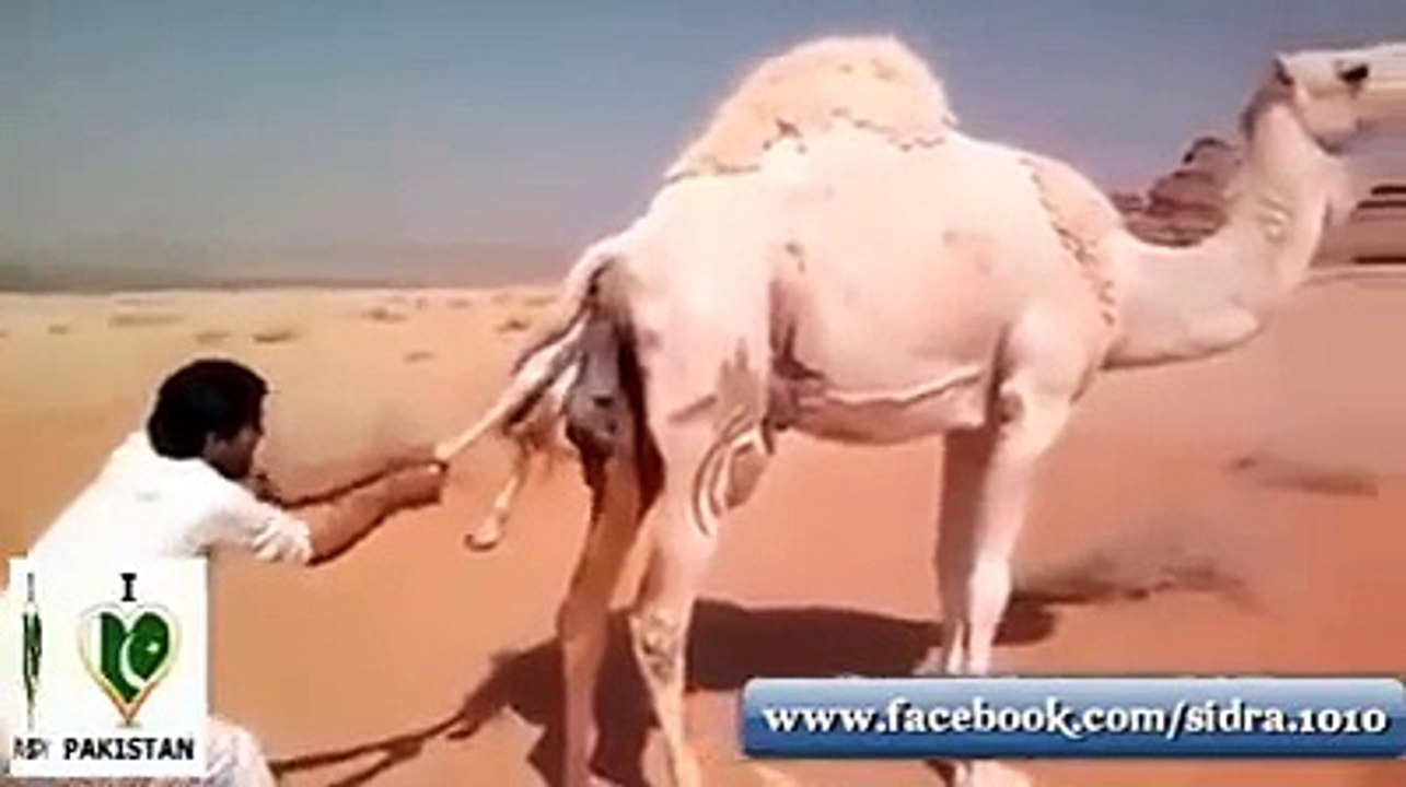 تپتے ھوے صحرا میں اونٹنی کا بچہ پیدا کرنے والا رحم دل انسان۔۔۔۔